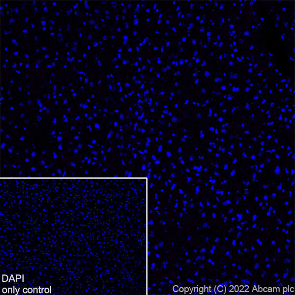 Immunohistochemistry (Frozen sections) - Alexa Fluor® 555 Anti-68kDa Neurofilament/NF-L antibody [EPR22035-112] (AB307379), expandable thumbnail