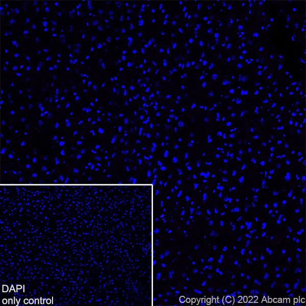 Immunohistochemistry (Frozen sections) - Alexa Fluor® 555 Anti-68kDa Neurofilament/NF-L antibody [EPR22035-112] (AB307379)