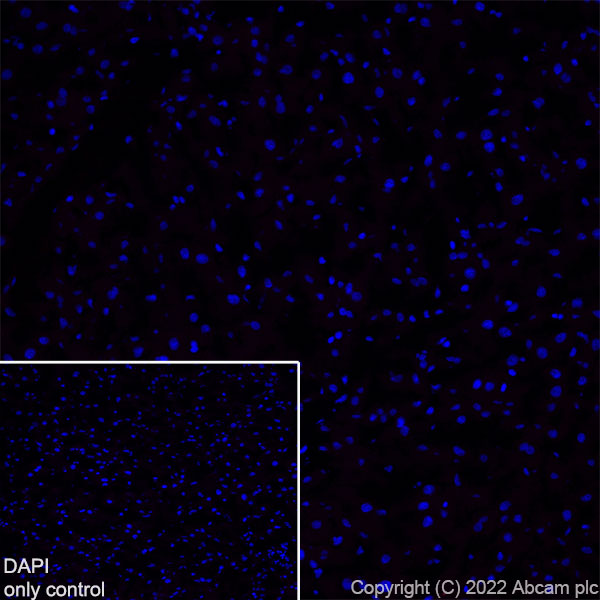 Immunohistochemistry (Frozen sections) - Alexa Fluor® 555 Anti-68kDa Neurofilament/NF-L antibody [EPR22035-112] (AB307379), expandable thumbnail