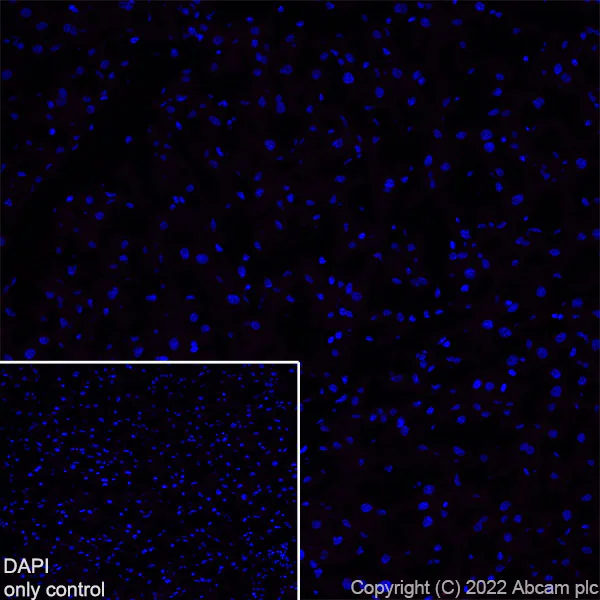 Immunohistochemistry (Frozen sections) - Alexa Fluor® 555 Anti-68kDa Neurofilament/NF-L antibody [EPR22035-112] (AB307379)