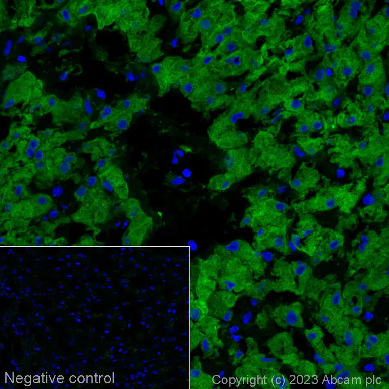 Immunohistochemistry (Frozen sections) - Alexa Fluor® 555 Anti-ALDH1L1 antibody [EPR12743(B)] - Astrocyte Marker (AB314254)