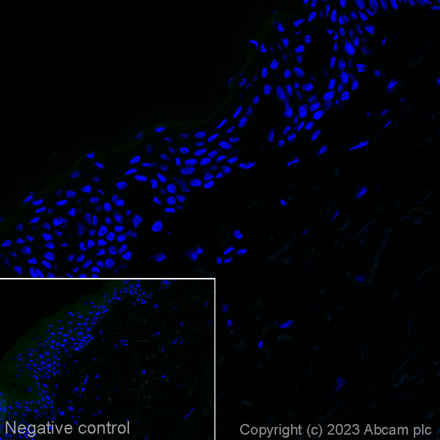 Immunohistochemistry (Frozen sections) - Alexa Fluor® 555 Anti-ALDH1L1 antibody [EPR12743(B)] (AB314254), expandable thumbnail