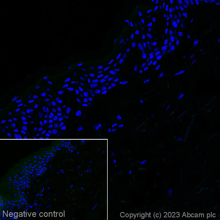 Immunohistochemistry (Frozen sections) - Alexa Fluor® 555 Anti-ALDH1L1 antibody [EPR12743(B)] - Astrocyte Marker (AB314254)
