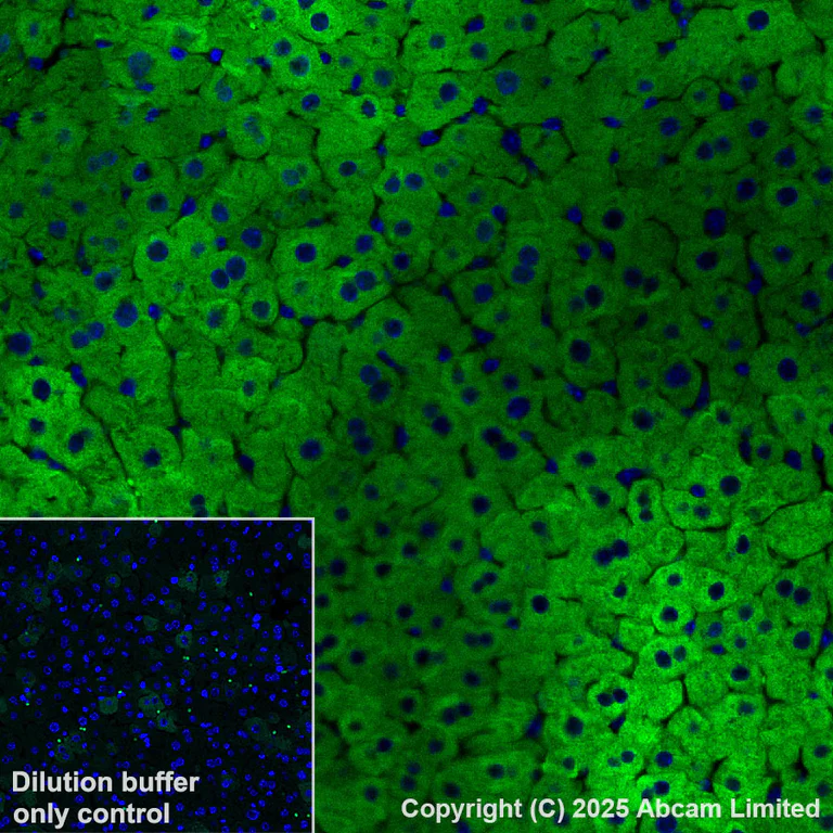 Immunohistochemistry (Formalin/PFA-fixed paraffin-embedded sections) - Alexa Fluor® 555 Anti-ALDH1L1 antibody [EPR25443-103] (AB325107)