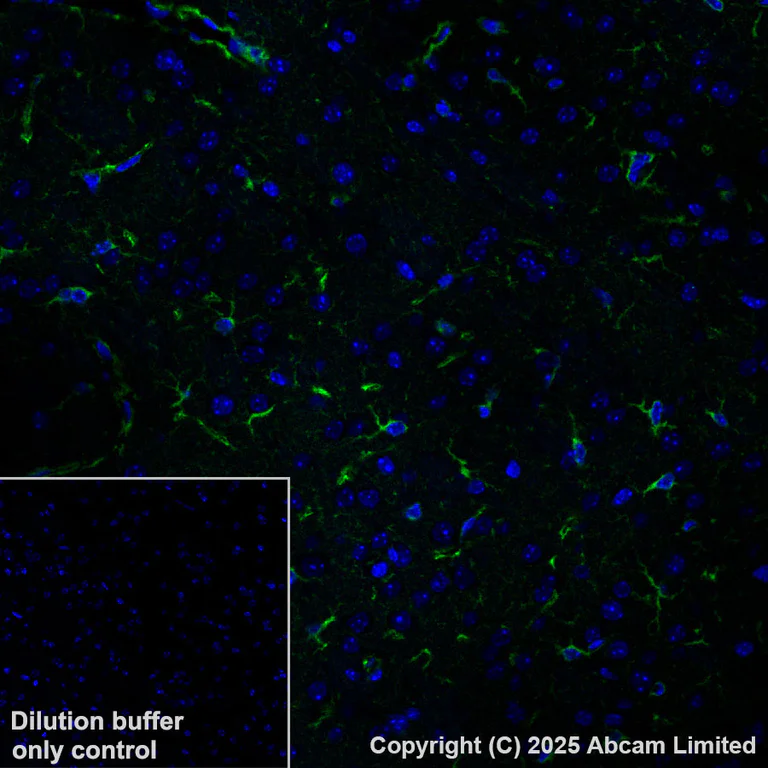 Immunohistochemistry (Formalin/PFA-fixed paraffin-embedded sections) - Alexa Fluor® 555 Anti-ALDH1L1 antibody [EPR25443-103] (AB325107)