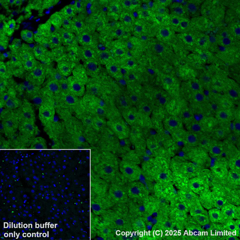 Immunohistochemistry (Formalin/PFA-fixed paraffin-embedded sections) - Alexa Fluor® 555 Anti-ALDH1L1 antibody [EPR25443-103] (AB325107)