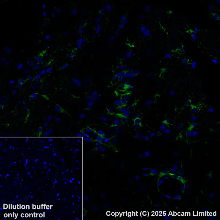 Immunohistochemistry (Formalin/PFA-fixed paraffin-embedded sections) - Alexa Fluor® 555 Anti-ALDH1L1 antibody [EPR25443-103] (AB325107)
