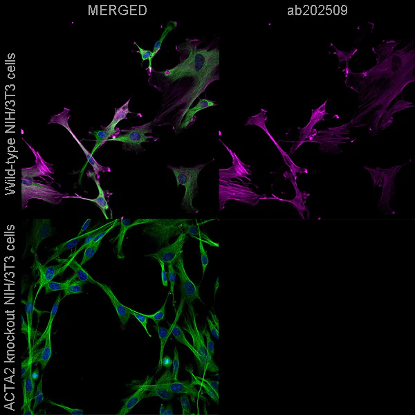 Alexa Fluor® 555 conjugated Anti-alpha smooth muscle Actin