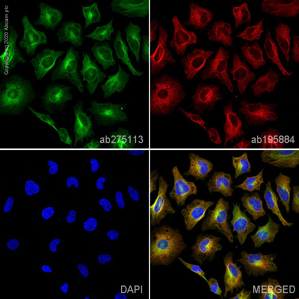 Immunocytochemistry - Alexa Fluor® 555 Anti-alpha Tubulin antibody [EP1332Y] - Microtubule Marker (AB275113)