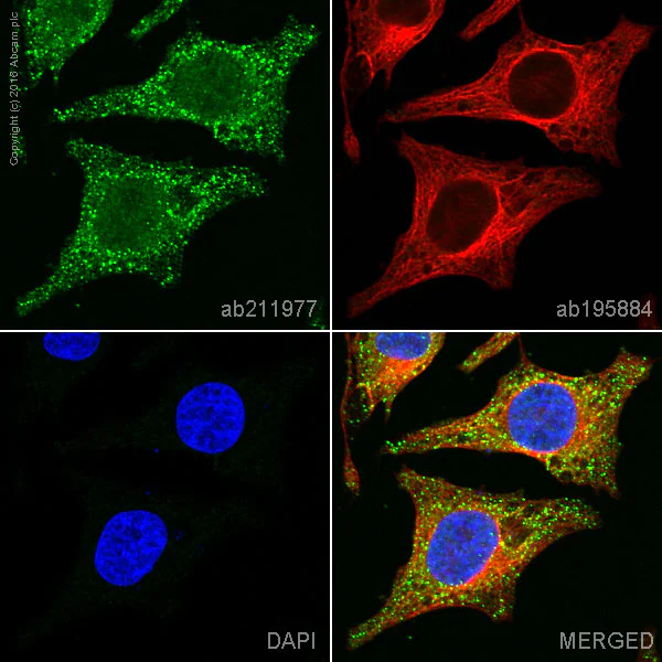 Immunocytochemistry/ Immunofluorescence - Alexa Fluor® 555 Anti-APG5L/ATG5 antibody [EPR4797] (AB211977)