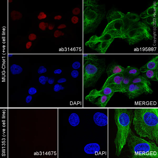 Immunocytochemistry/ Immunofluorescence - Alexa Fluor® 555 Anti-Brachyury / Bry antibody [EPR18113] (AB314675)