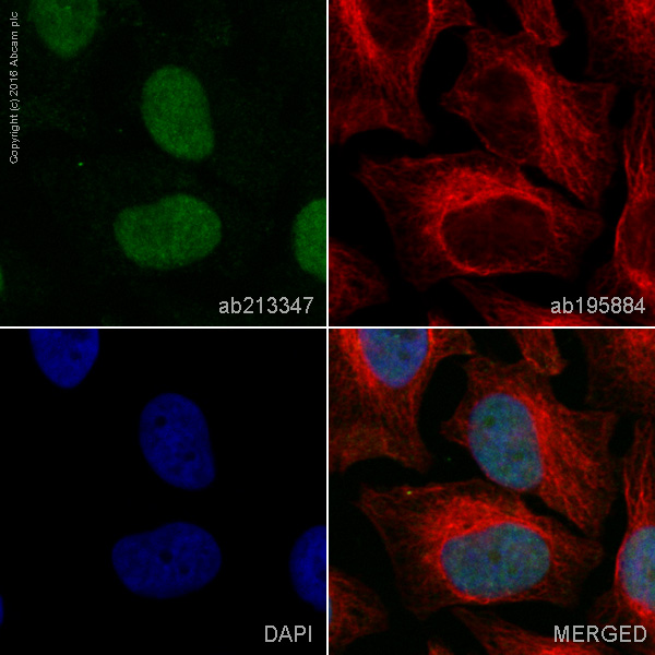 Immunocytochemistry/ Immunofluorescence - Alexa Fluor® 555 Anti-BRD2 antibody [EPR7642] (AB213347)
