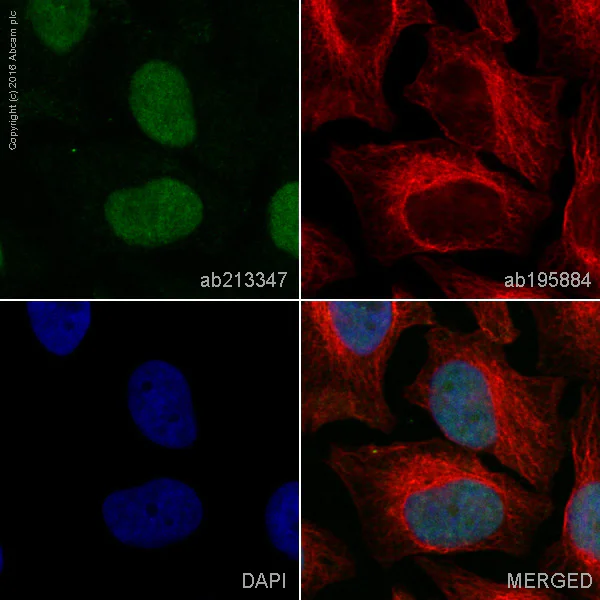 Immunocytochemistry/ Immunofluorescence - Alexa Fluor® 555 Anti-BRD2 antibody [EPR7642] (AB213347)