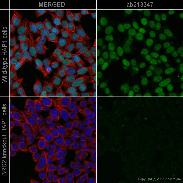 Immunocytochemistry/ Immunofluorescence - Alexa Fluor® 555 Anti-BRD2 antibody [EPR7642] (AB213347)