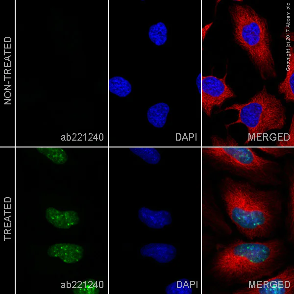 Immunocytochemistry/ Immunofluorescence - Alexa Fluor® 555 Anti-BrdU antibody [BU1/75 (ICR1)] (AB221240)