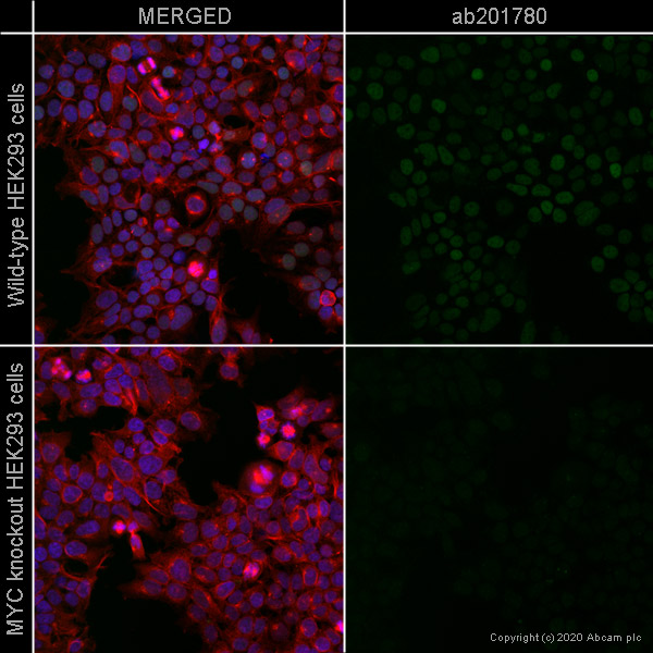 Immunocytochemistry/ Immunofluorescence - Alexa Fluor® 555 Anti-c-Myc antibody [Y69] (AB201780), expandable thumbnail