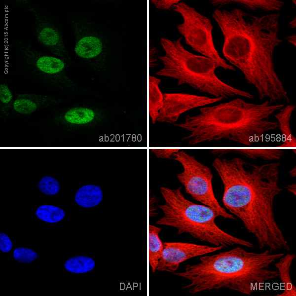 Immunocytochemistry/ Immunofluorescence - Alexa Fluor® 555 Anti-c-Myc antibody [Y69] (AB201780), expandable thumbnail