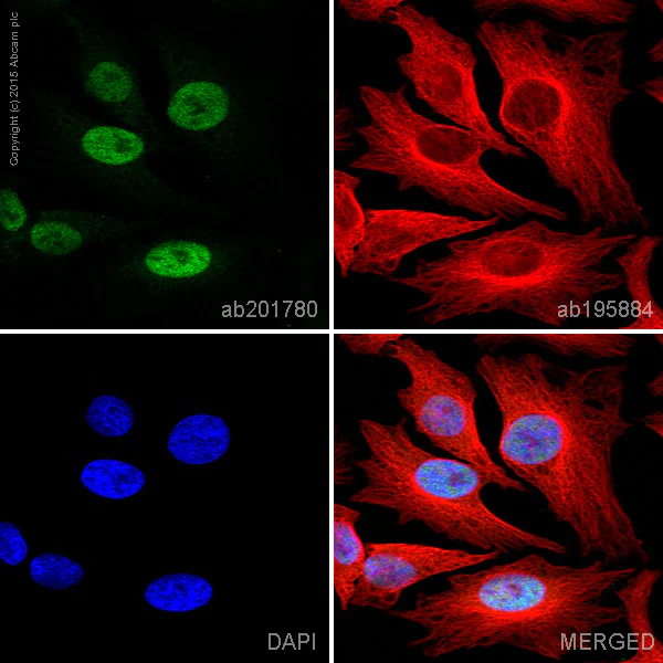 Immunocytochemistry/ Immunofluorescence - Alexa Fluor® 555 Anti-c-Myc antibody [Y69] (AB201780)