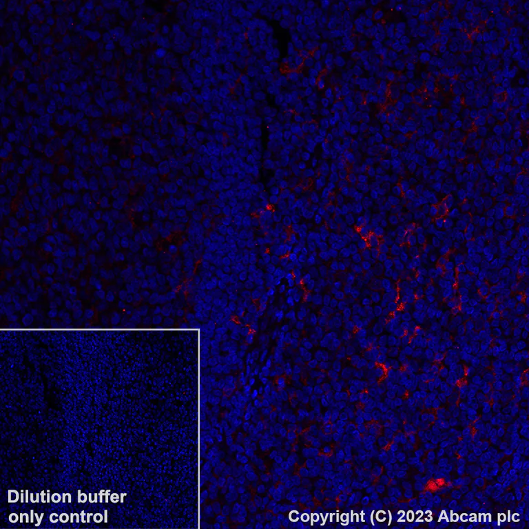 Immunohistochemistry (Formalin/PFA-fixed paraffin-embedded sections) - Alexa Fluor® 555 Anti-C5a-R antibody [EPR23278-117] (AB314337)