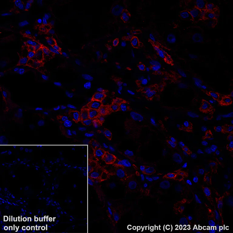 Immunohistochemistry (Formalin/PFA-fixed paraffin-embedded sections) - Alexa Fluor® 555 Anti-C5a-R antibody [EPR23278-117] (AB314337)