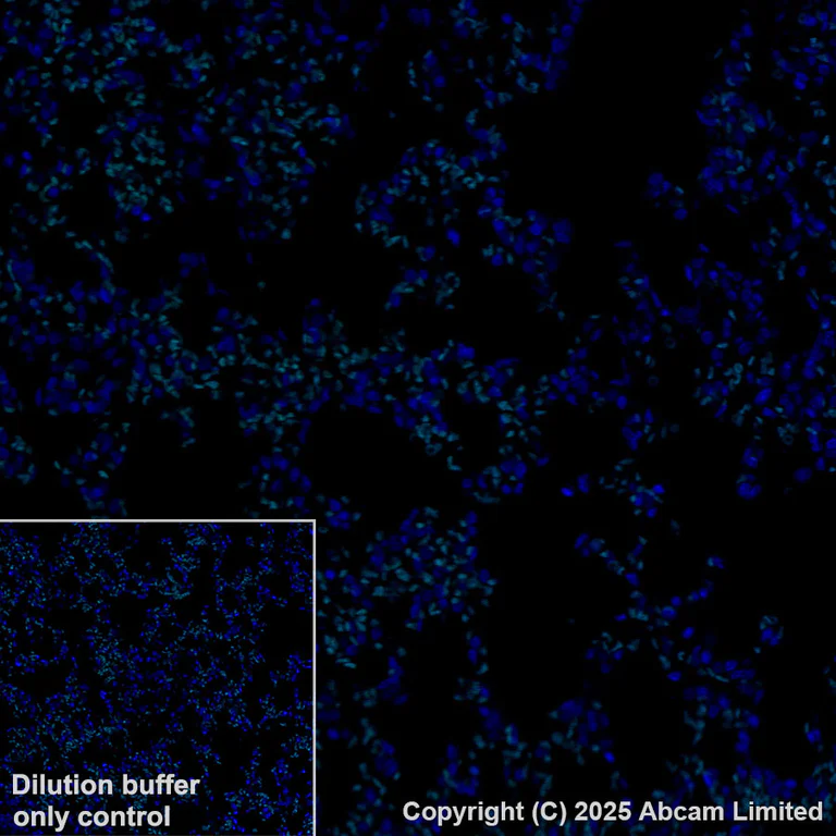 Immunohistochemistry (Formalin/PFA-fixed paraffin-embedded sections) - Alexa Fluor® 555 Anti-Calcium Pump PMCA2 ATPase antibody [EPR28923-56] (AB324300)