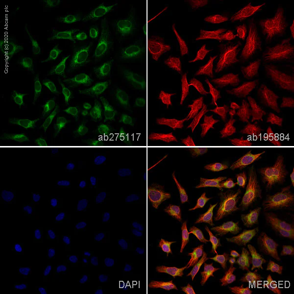 Immunocytochemistry - Alexa Fluor® 555 Anti-Calreticulin antibody [EPR3924] (AB275117)