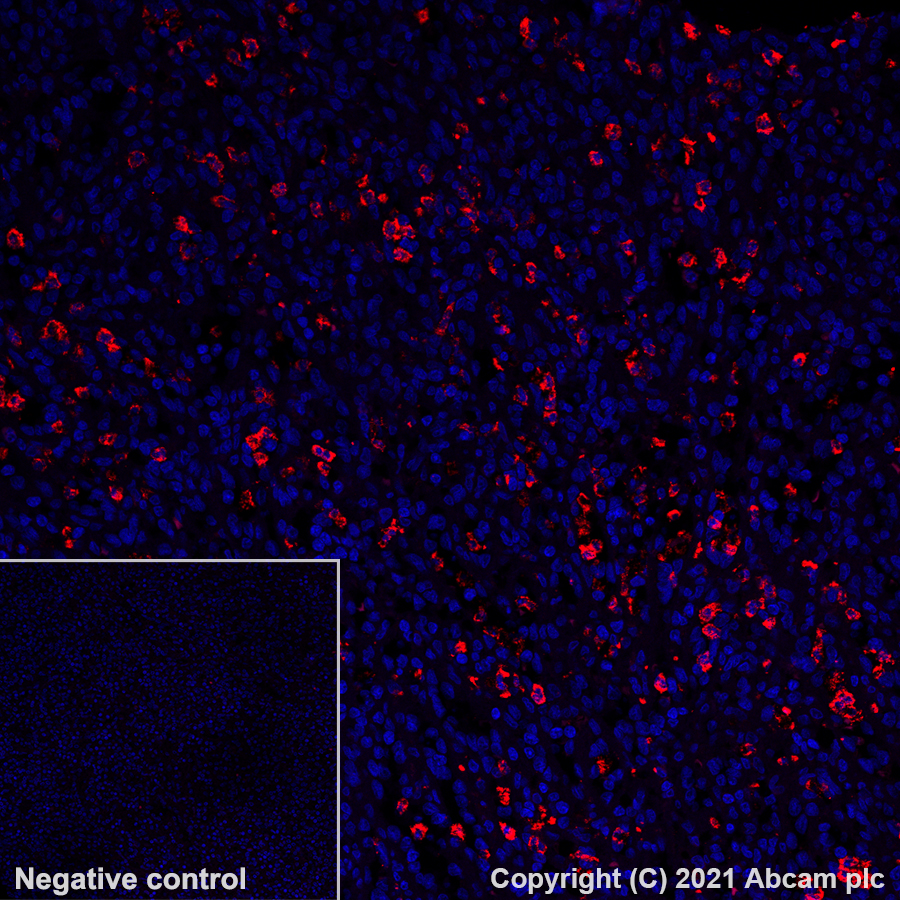 Immunohistochemistry (Formalin/PFA-fixed paraffin-embedded sections) - Alexa Fluor® 555 Anti-CD15 antibody [SP159] (AB281744), expandable thumbnail