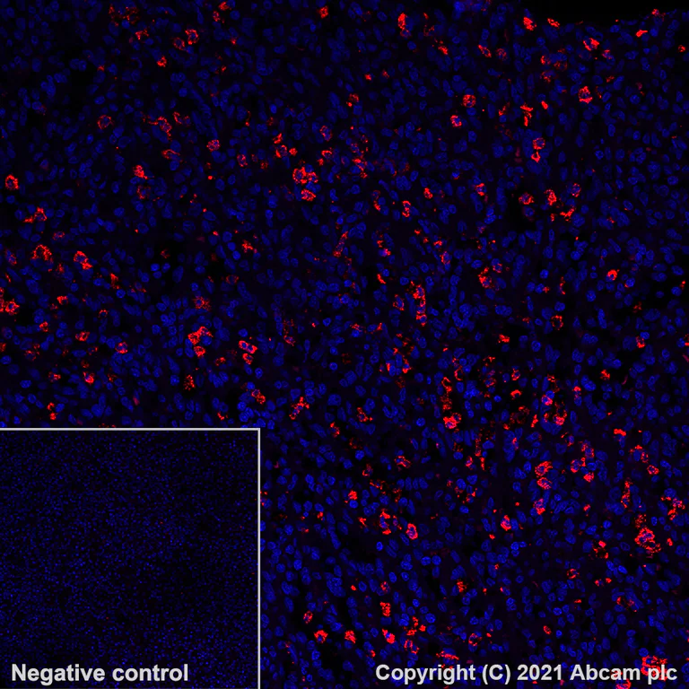 Immunohistochemistry (Formalin/PFA-fixed paraffin-embedded sections) - Alexa Fluor® 555 Anti-CD15 antibody [SP159] (AB281744)