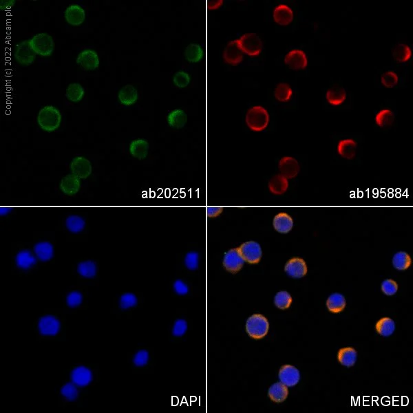 Immunocytochemistry/ Immunofluorescence - Alexa Fluor® 555 Anti-CD90 / Thy1 antibody [EPR3133] (AB202511)