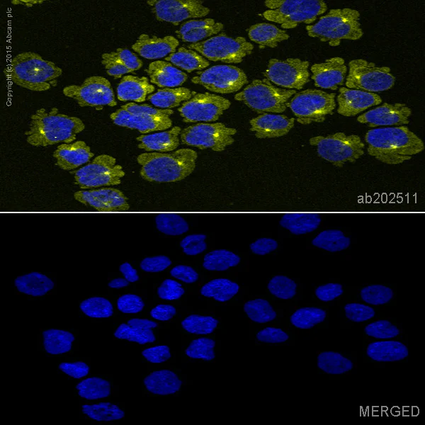 Immunocytochemistry/ Immunofluorescence - Alexa Fluor® 555 Anti-CD90 / Thy1 antibody [EPR3133] (AB202511)