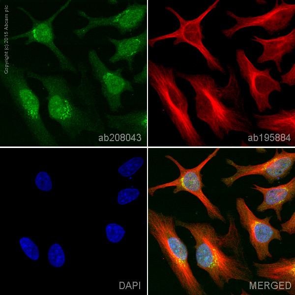 Immunocytochemistry/ Immunofluorescence - Alexa Fluor® 555 Anti-CDK2 antibody [E304] (AB208043)