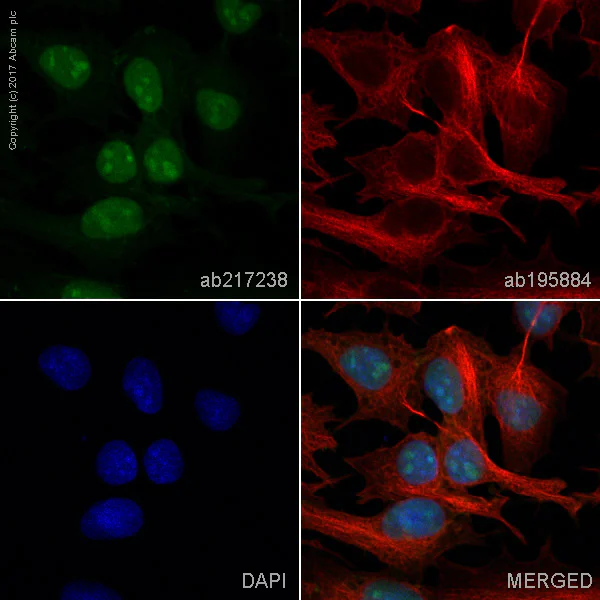 Immunocytochemistry/ Immunofluorescence - Alexa Fluor® 555 Anti-CHD1L antibody [EPR14515(2)] (AB217238)