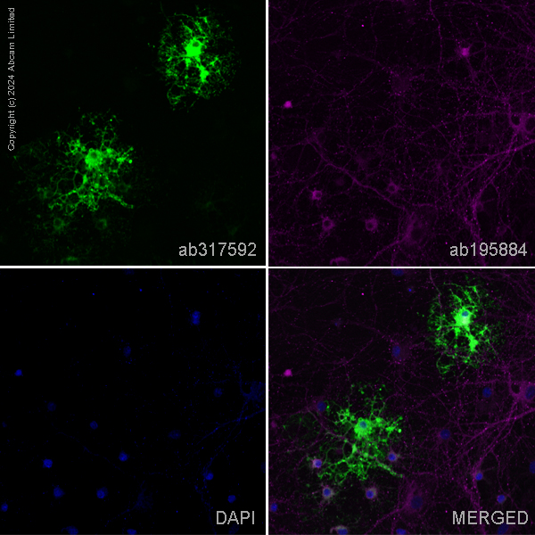 Immunocytochemistry/ Immunofluorescence - Alexa Fluor® 555 Anti-CNPase antibody [11-5B] (AB317592), expandable thumbnail