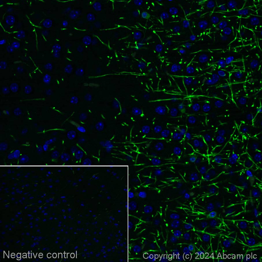 Immunohistochemistry (Formalin/PFA-fixed paraffin-embedded sections) - Alexa Fluor® 555 Anti-CNPase antibody [11-5B] (AB317592), expandable thumbnail