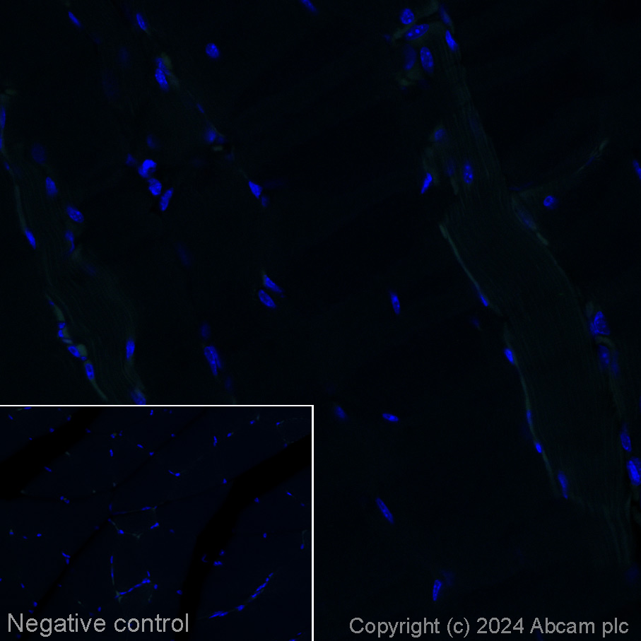 Immunohistochemistry (Formalin/PFA-fixed paraffin-embedded sections) - Alexa Fluor® 555 Anti-CNPase antibody [11-5B] (AB317592), expandable thumbnail