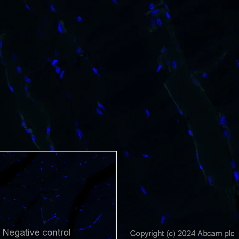 Immunohistochemistry (Formalin/PFA-fixed paraffin-embedded sections) - Alexa Fluor® 555 Anti-CNPase antibody [11-5B] (AB317592)