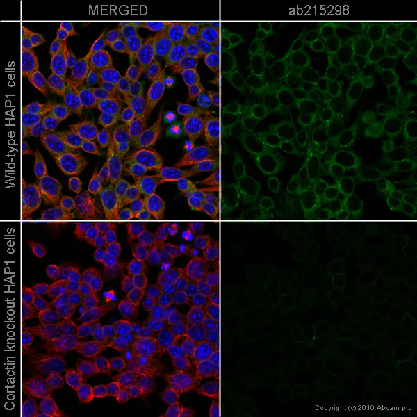 Immunocytochemistry/ Immunofluorescence - Alexa Fluor® 555 Anti-Cortactin antibody [EP1922Y] (AB215298)