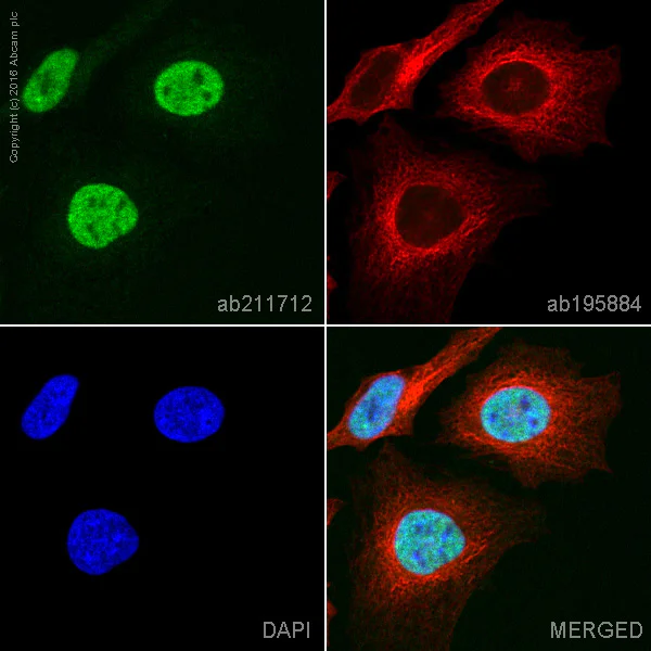Immunocytochemistry/ Immunofluorescence - Alexa Fluor® 555 Anti-COUP TF1 antibody [EPR10841] (AB211712)