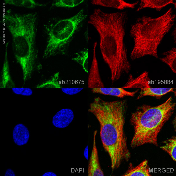 Immunocytochemistry/ Immunofluorescence - Alexa Fluor® 555 Anti-COX IV antibody [EPR9442(ABC)] - Mitochondrial Marker (AB210675), expandable thumbnail