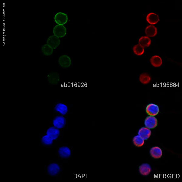 Immunocytochemistry/ Immunofluorescence - Alexa Fluor® 555 Anti-CXCR4 antibody [EPUMBR3] (AB216926)