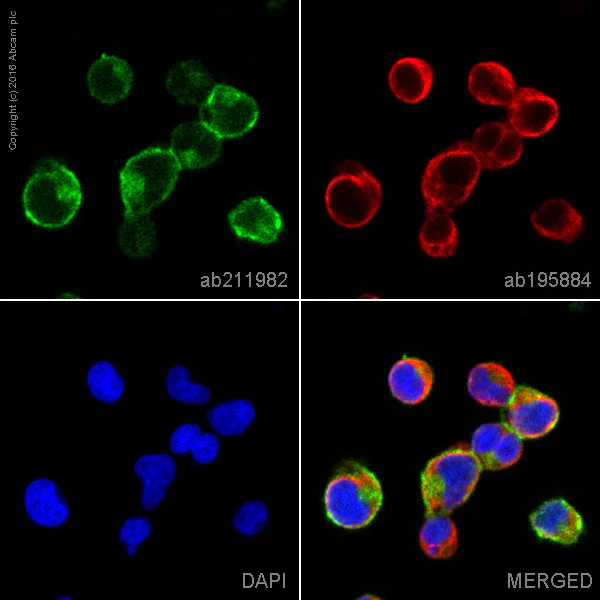 Immunocytochemistry/ Immunofluorescence - Alexa Fluor® 555 Anti-CXCR4 antibody [UMB2] (AB211982)