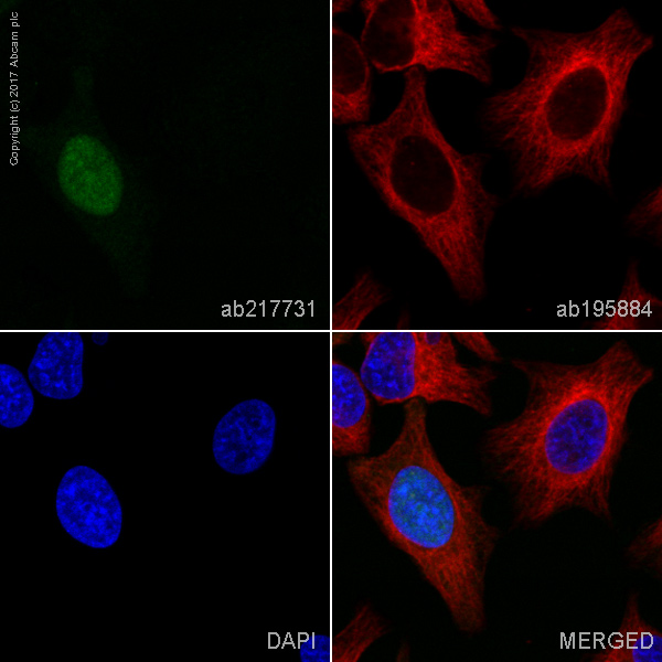Immunocytochemistry/ Immunofluorescence - Alexa Fluor® 555 Anti-Cyclin A2 antibody [EPR17351] (AB217731)
