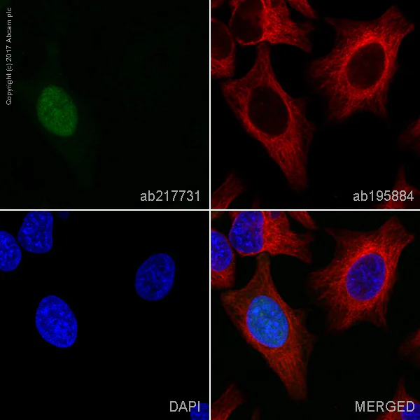 Immunocytochemistry/ Immunofluorescence - Alexa Fluor® 555 Anti-Cyclin A2 antibody [EPR17351] (AB217731)