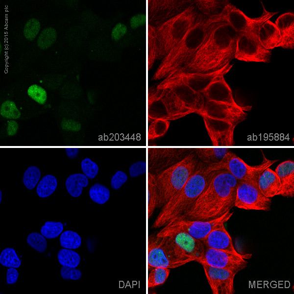 Immunocytochemistry/ Immunofluorescence - Alexa Fluor® 555 Anti-Cyclin D1 antibody [EPR2241] (AB203448), expandable thumbnail