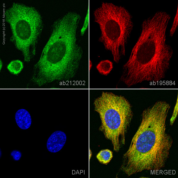 Immunocytochemistry/ Immunofluorescence - Alexa Fluor® 555 Anti-CYP2D6 antibody [EPR17868] (AB212002)