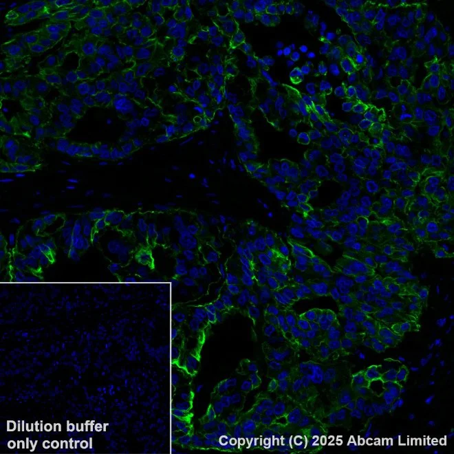 Immunohistochemistry paraffin embedded sections - Alexa Fluor® 555 Anti-Cytokeratin 19 antibody [EP1580Y] (AB203444)