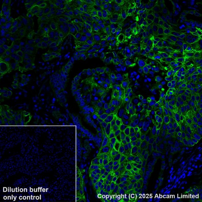 Alexa Fluor® 555 conjugated Anti-Cytokeratin 19 antibody [EP1580Y
