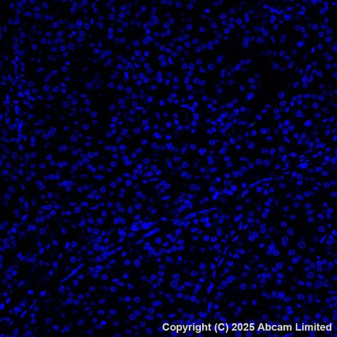 Immunohistochemistry paraffin embedded sections - Alexa Fluor® 555 Anti-Cytokeratin 19 antibody [EP1580Y] (AB203444)