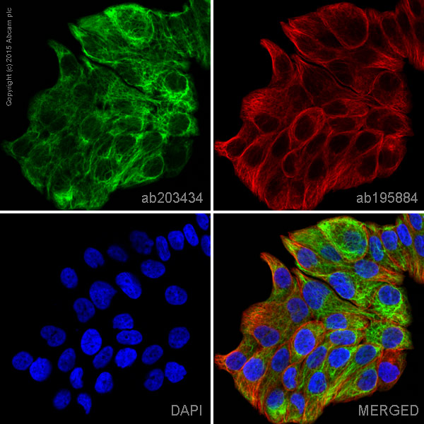 Immunocytochemistry/ Immunofluorescence - Alexa Fluor® 555 Anti-Cytokeratin 7 antibody [EPR1619Y] - Cytoskeleton Marker (AB203434), expandable thumbnail