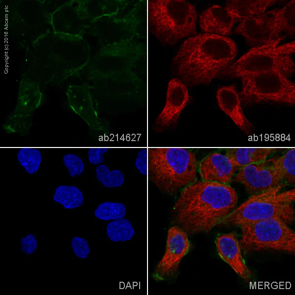 Immunocytochemistry/ Immunofluorescence - Alexa Fluor® 555 Anti-EGFR antibody [E235] (AB214627)